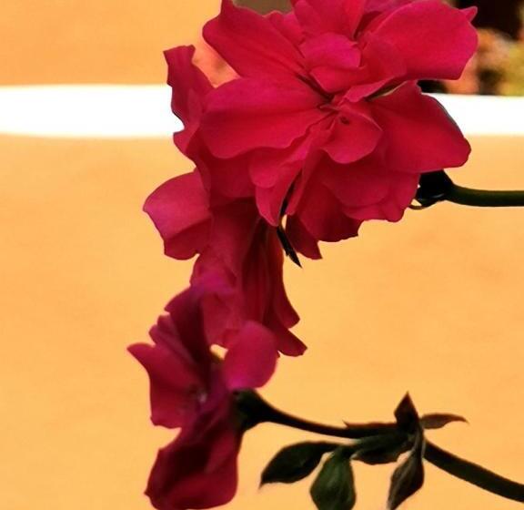 ベッドアンドブレックファースト Mountainhome Casa Cancelinha