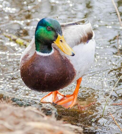 צימר Normandy Inn