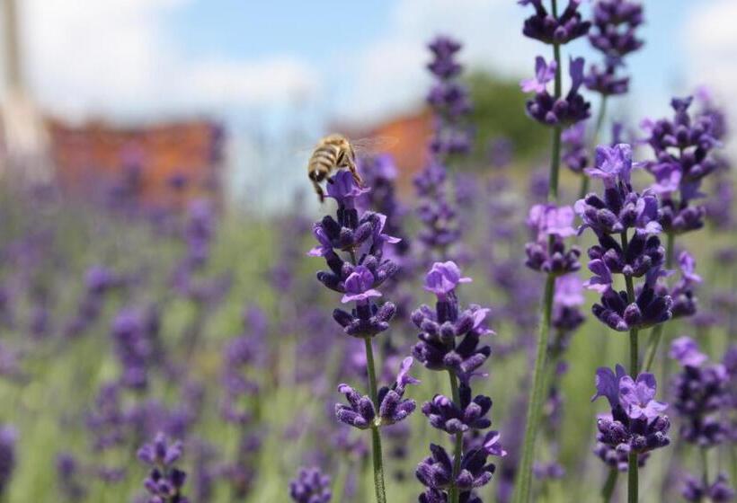 צימר Rose Hip Hill Farm