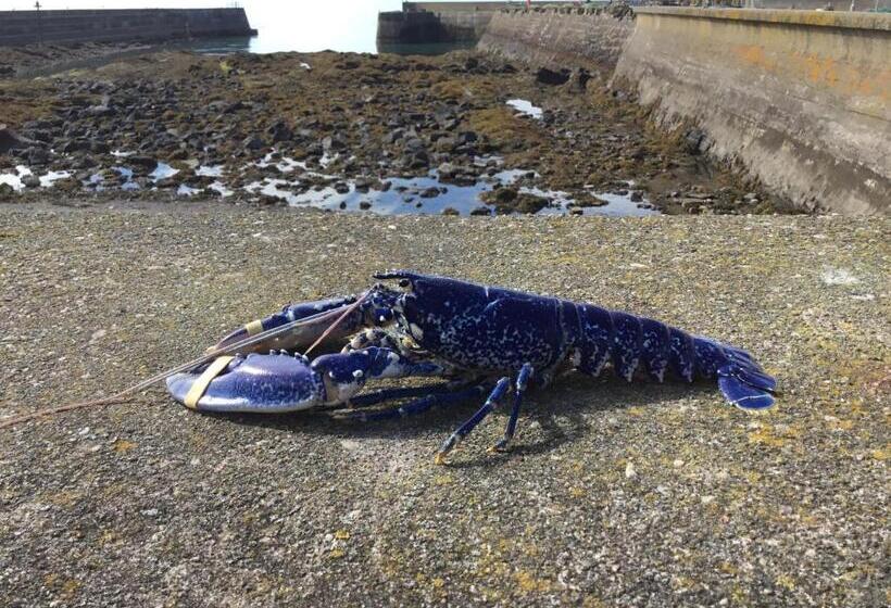 住宿加早餐 Sma Harbour Hoose