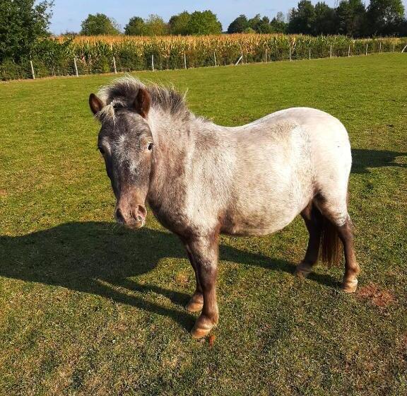 住宿加早餐  Vakantiewoning Victors Hof Tot 4 Pers