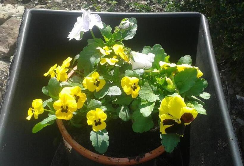 צימר Villa Lumina