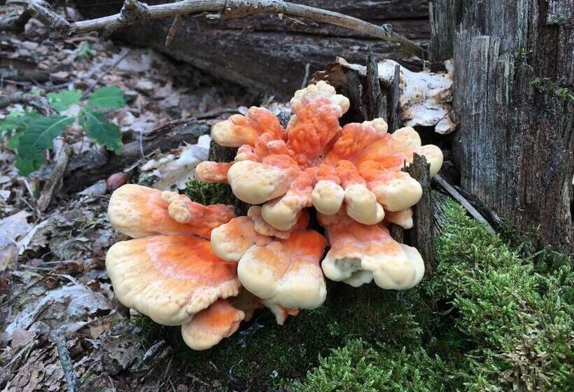 Bed & Breakfast De Stippelberg