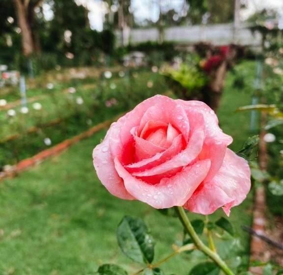 Otel บ้านภัทร์จรัส น่าน   Baan Patjarad Nan