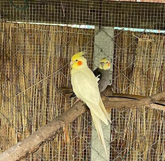 فندق บ้านภัทร์จรัส น่าน   Baan Patjarad Nan