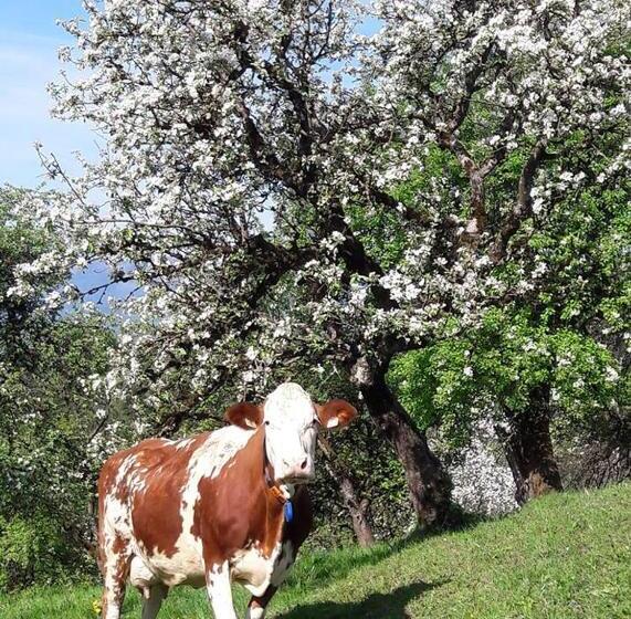בית מלון כפרי Biobauernhof Und Ferienhaus Riederbauer
