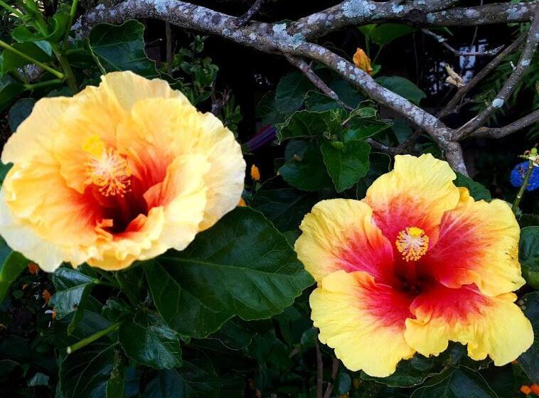 בית מלון כפרי Cabañas San Miguel