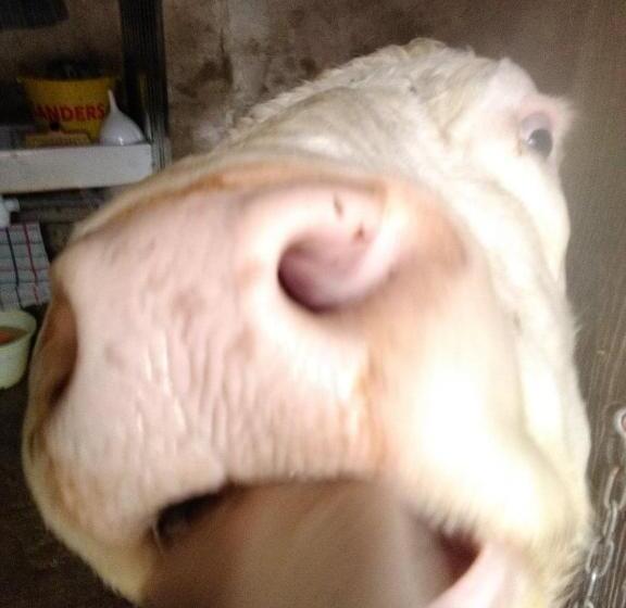 ホテル Ferme Pedagogique Des Pennetieres