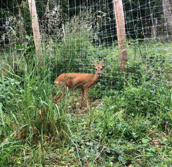 פנסיון Chambre Du Parc élevage Girbal