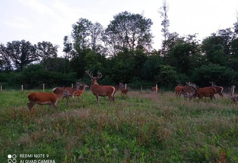 פנסיון Chambre Du Parc élevage Girbal