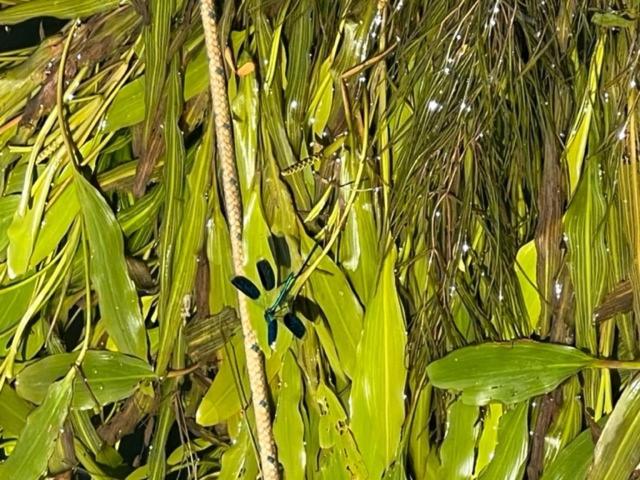 بنسيون La Sequana