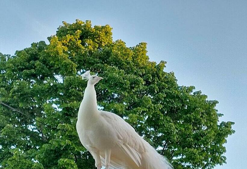 ペンション Pavão Real   Countryhouses