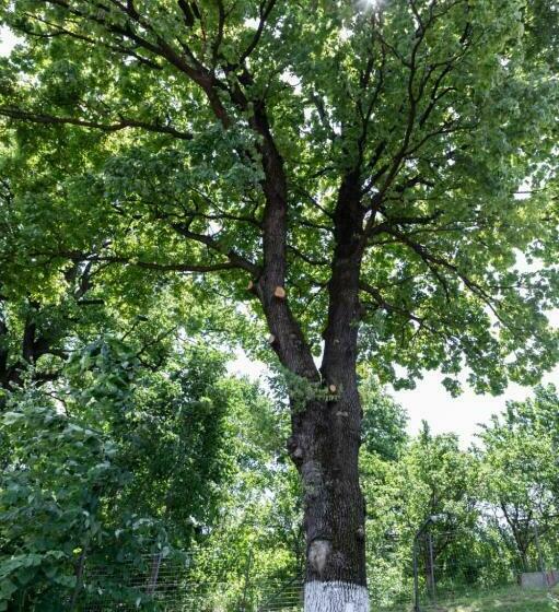 膳宿费 Casa Stejarul Lui Andrei