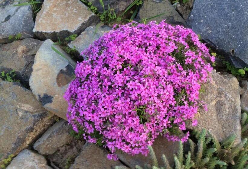 ペンション Villa Aromatique