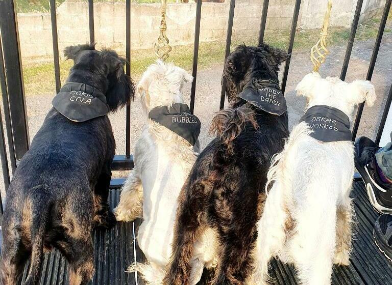 The Green Monkey Lux Suite At The Grumpy Schnauzer B&b Private Hot Tub, Gym, Breakfast, Stunning!