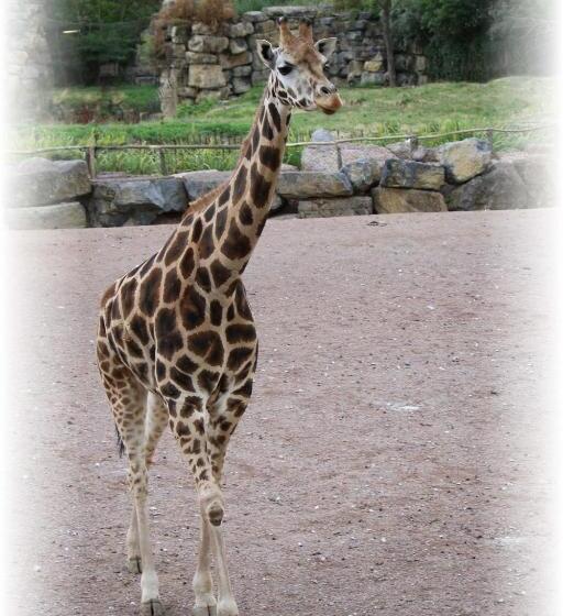 住宿加早餐  Bulle D Evasion Silly Près De Pairi Daiza