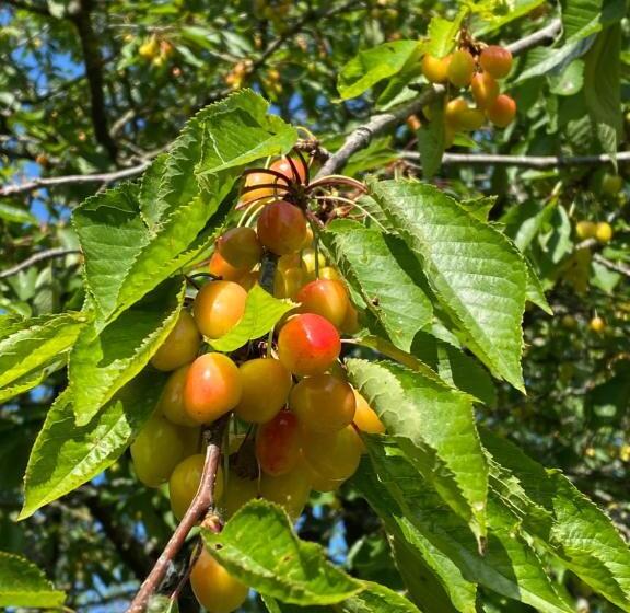 ベッドアンドブレックファースト Casa Sorriso