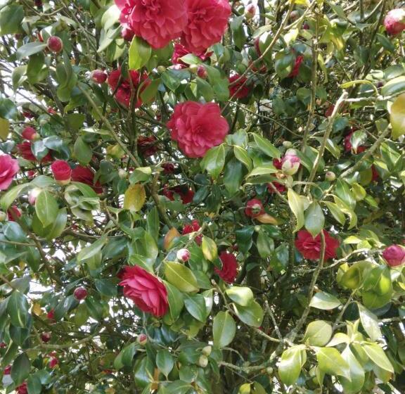 مبيت وإفطار La Jacarandière