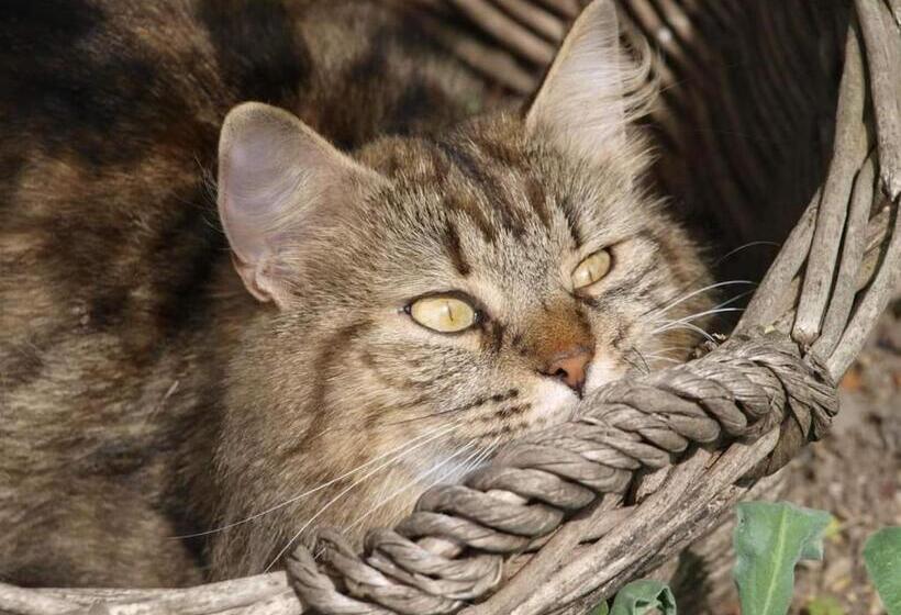 Bed and Breakfast La Lézardière