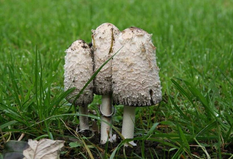 住宿加早餐 Rosario