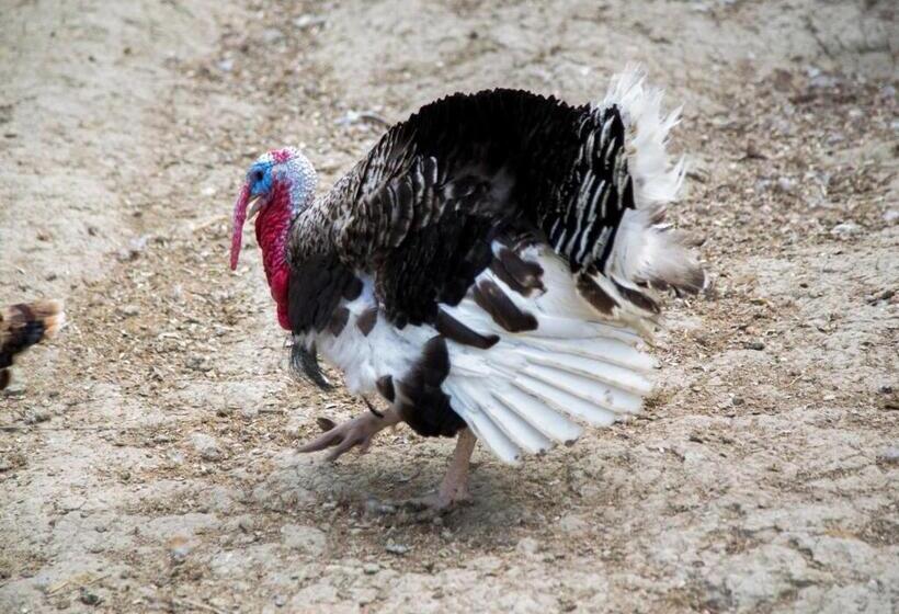 酒店 Agriturismo Il Borgo