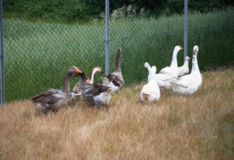 酒店 Agriturismo Il Borgo