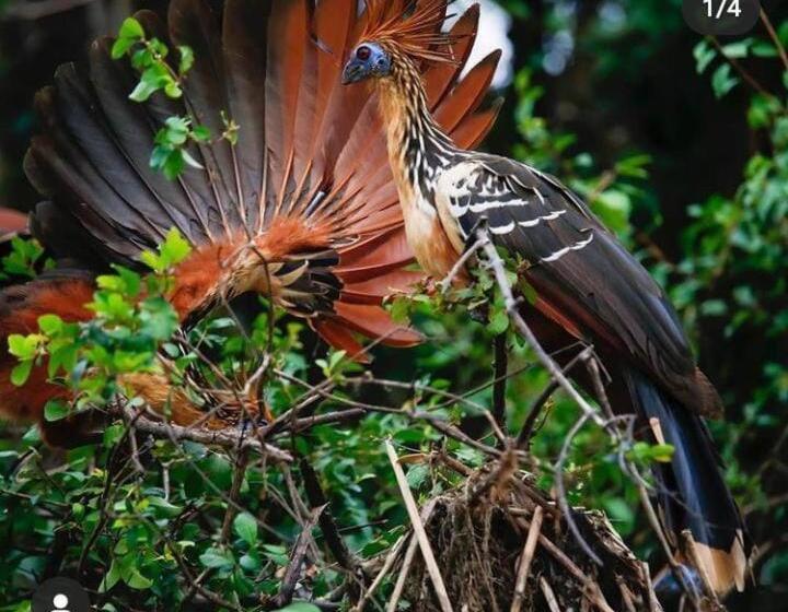 فندق Amazon Gero Tours