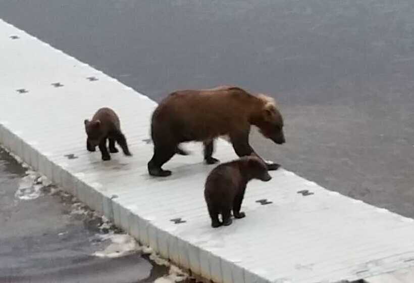 فندق Alaska S Gold Creek Lodge