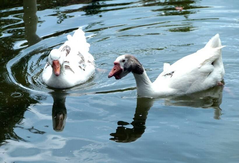 فندق Cabañas Y Flores
