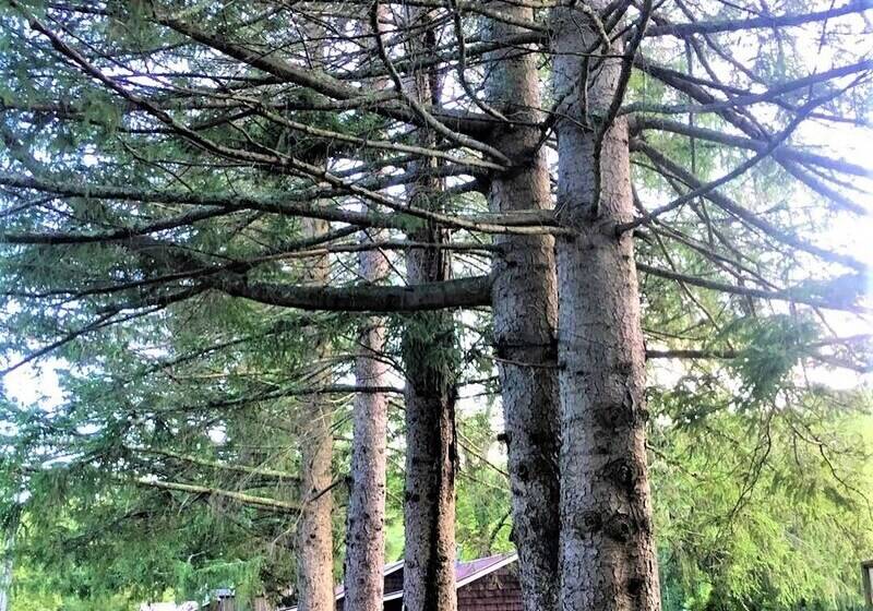 فندق Cold Spring Lodge