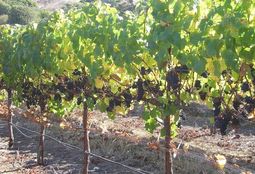 酒店 Point Reyes Vineyard Inn