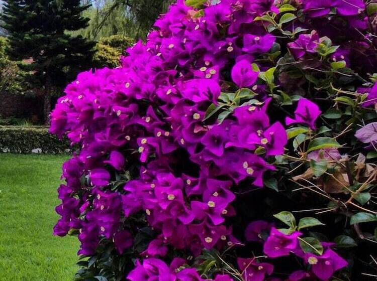 ホテル Termales El Batán