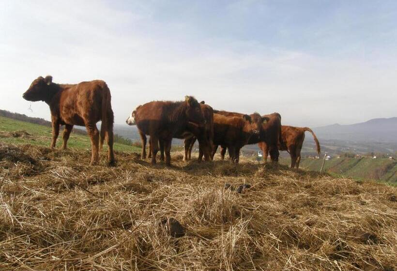 בית מלון כפרי Rooms Bolfan Vinski Vrh