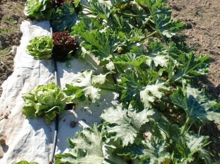 هتل Monte Da Chalaça