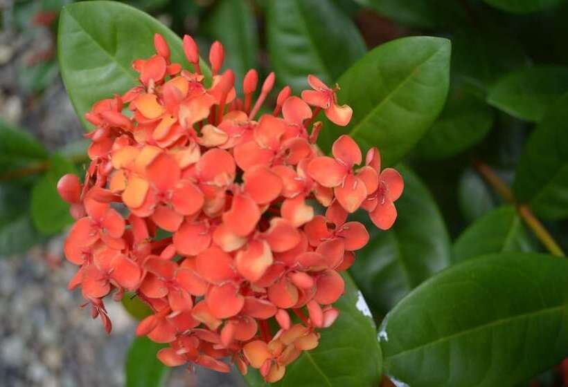 فندق Yabá Chiguí Lodge