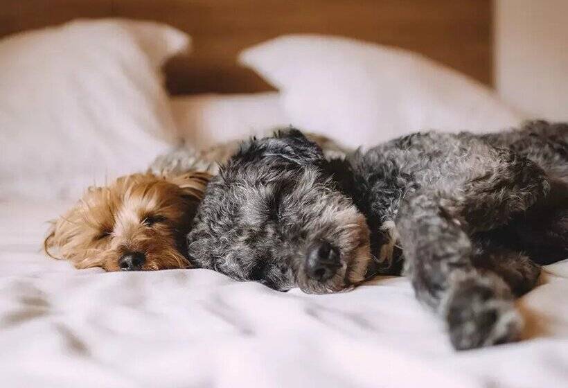 Apartamentos Canillo 3000