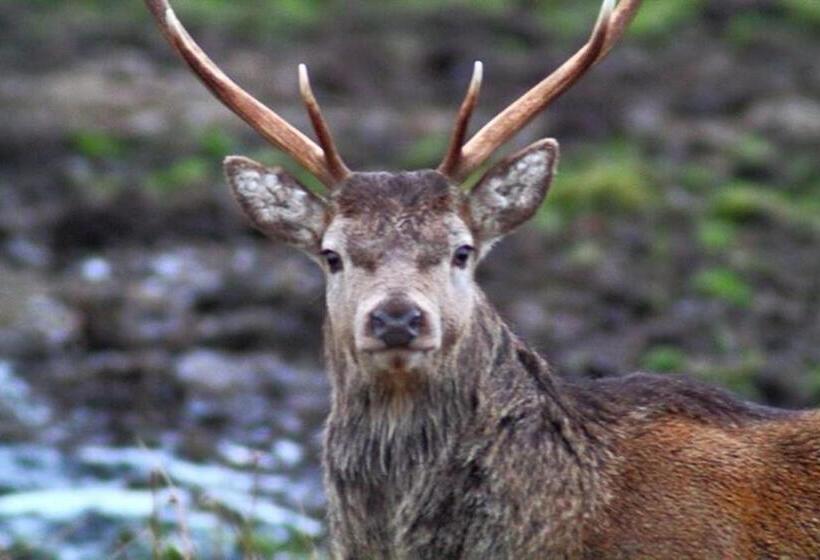 هتل Ardlogie Guest House