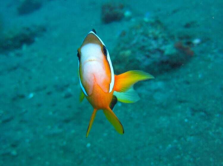 בית מלון כפרי Bayu Cottages