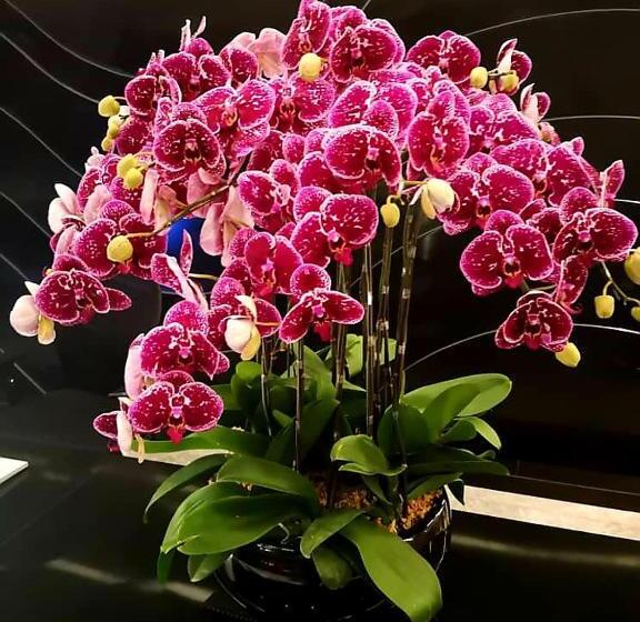 Отель Golden Court