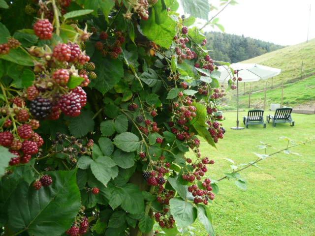 בית מלון כפרי Logis Hôtel Restaurant La Petite Auberge Alsace