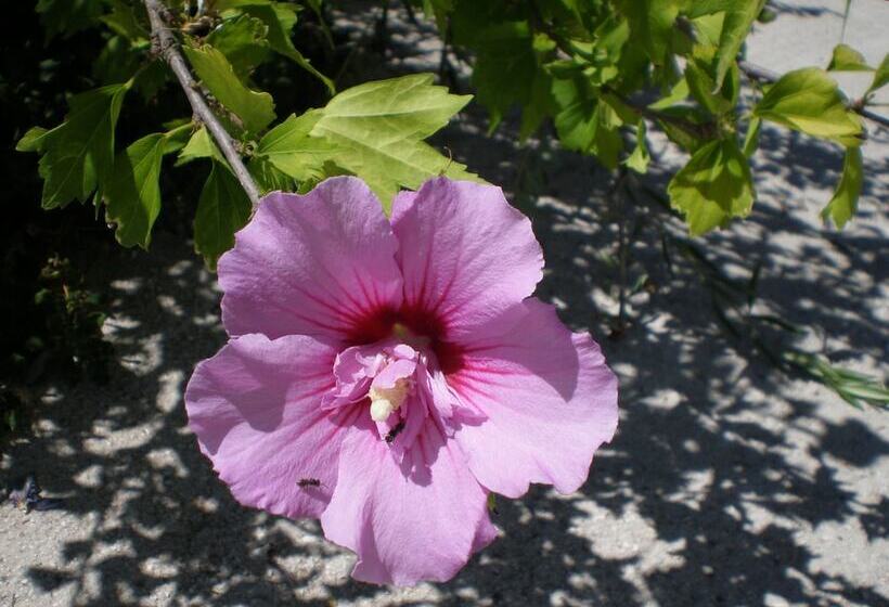 בית מלון כפרי Studios Vrionis Panoramic Sunset