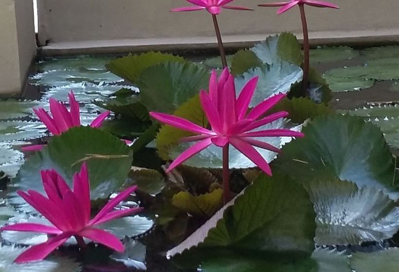 בית מלון כפרי Villa Sasoon