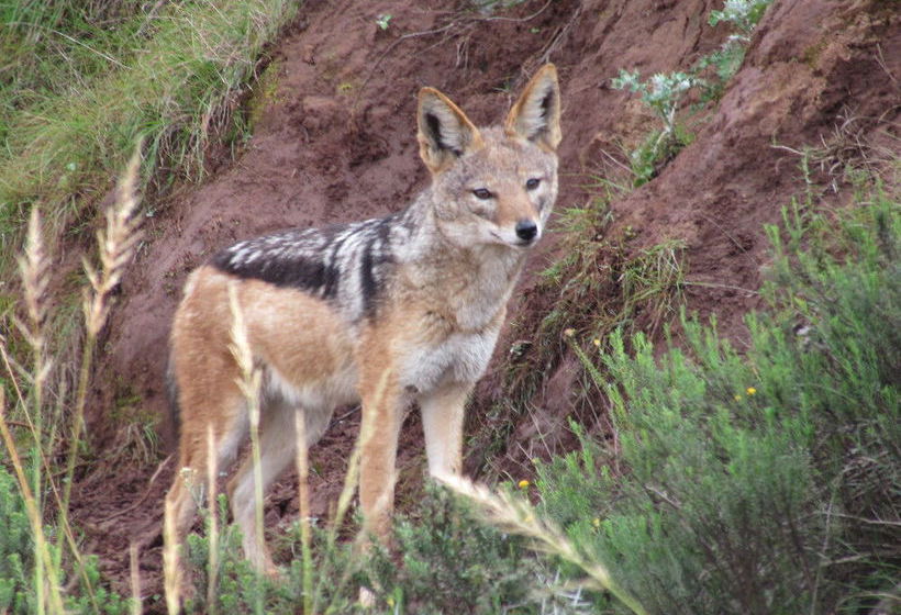 호텔 Woodbury Tented Camp – Amakhala Game Reserve