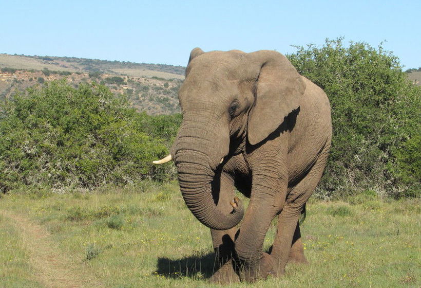 호텔 Woodbury Tented Camp – Amakhala Game Reserve