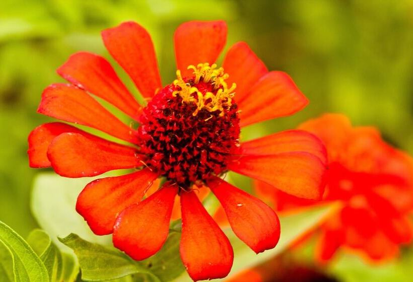 فندق Bocas Del Mar