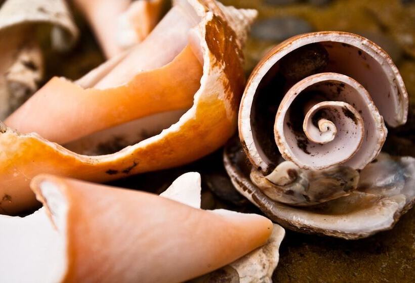 فندق Bocas Del Mar