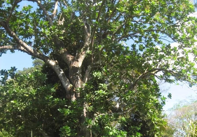 Отель Casa Guardia Panama