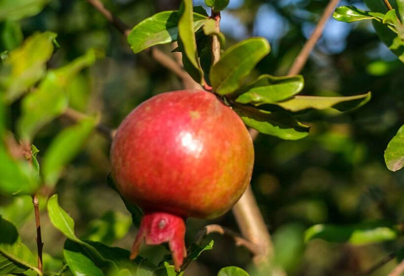 בית מלון כפרי Hyatt Place Hampi