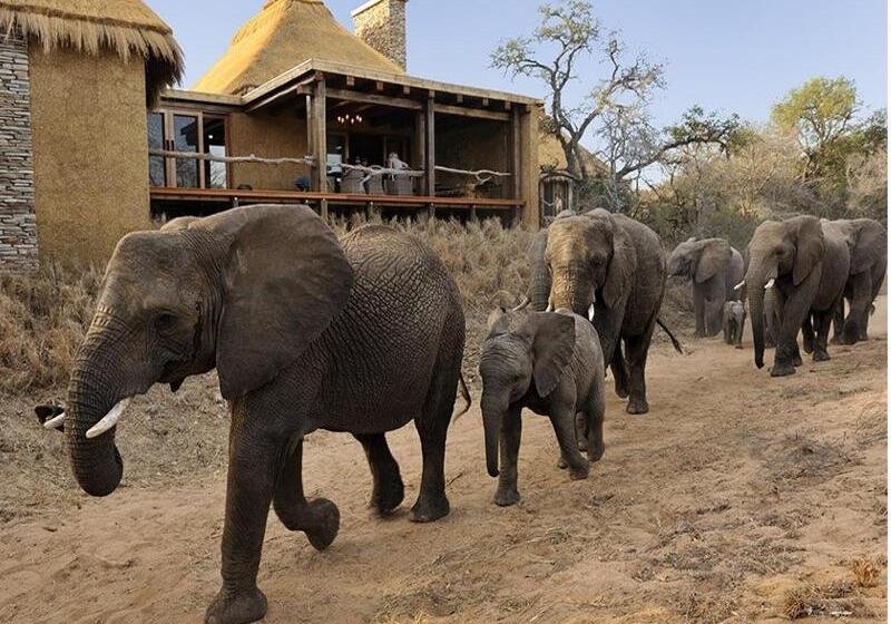 בית מלון כפרי Jabulani Safari