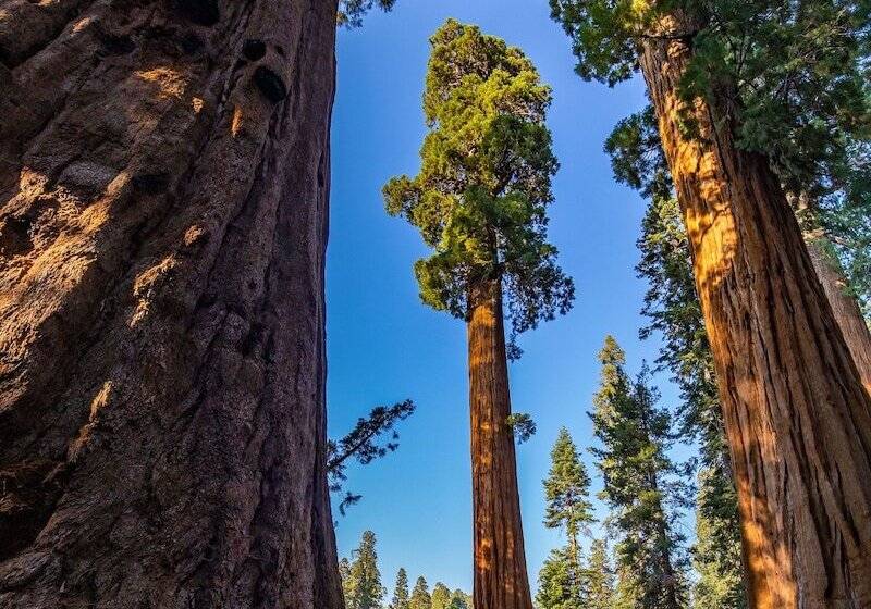 Отель John Muir Lodge